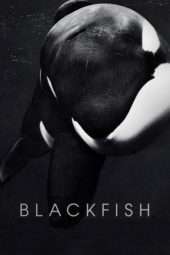 Nonton Film Blackfish (2013) Sub Indo