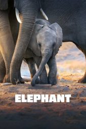 Nonton Film Elephant (2020) Sub Indo