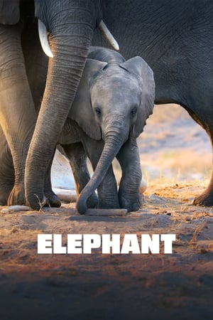 Poster Elephant (2020) jf