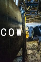 Nonton Film Cow (2021) Sub Indo